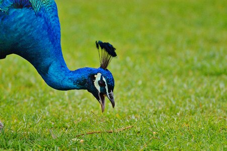 Feather bill nature
