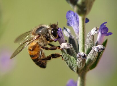 Nature lavender honey-bee
