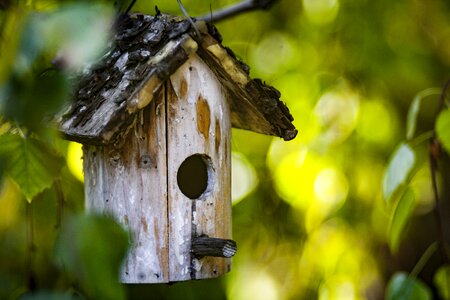 Bird nature food