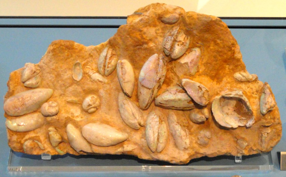 Opalized clam shells, Coober Pedy, Australia, Early Cretaceous - Royal Ontario Museum - DSC00073