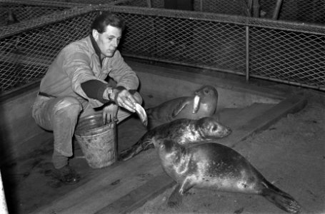 Op strand van Zandvoort aangespoelde zeehonden worden verzorgd in Artis, Bestanddeelnr 921-9897