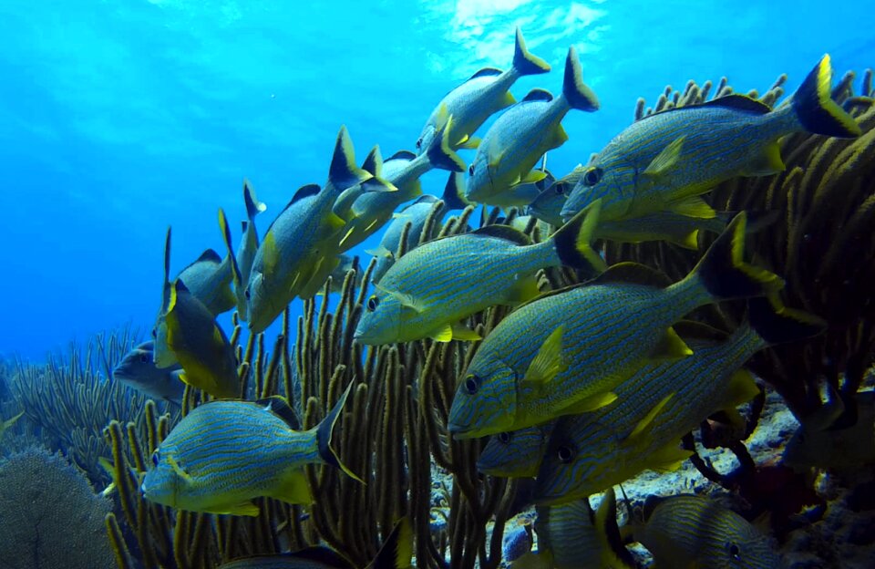 Marine life diving meeresbewohner