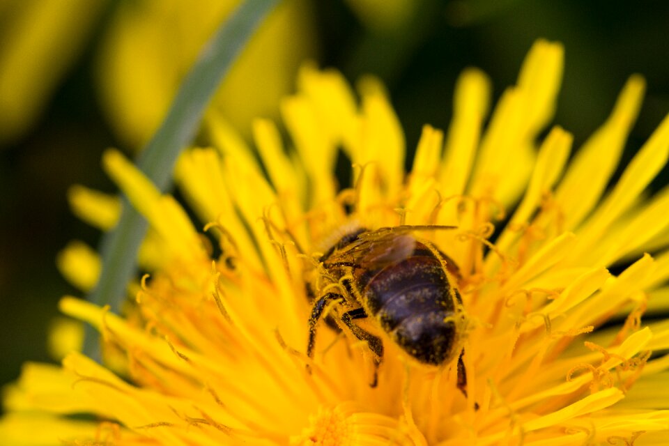 Bloom insect flower