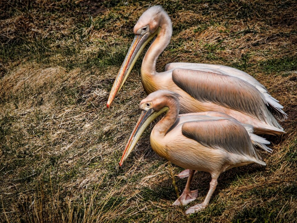 Pond water birds nature