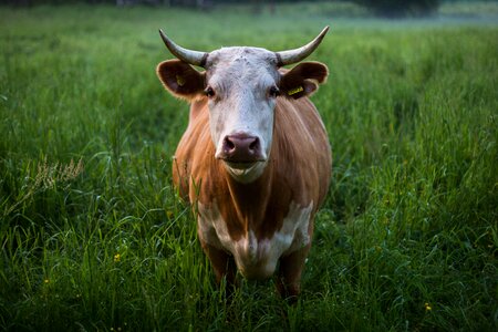 Cow grass livestock photo