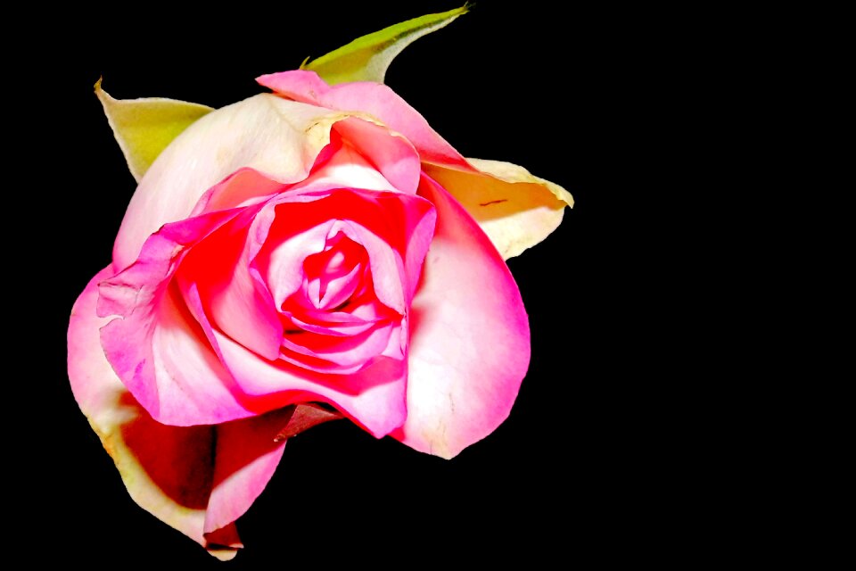 Pink flower garden roses