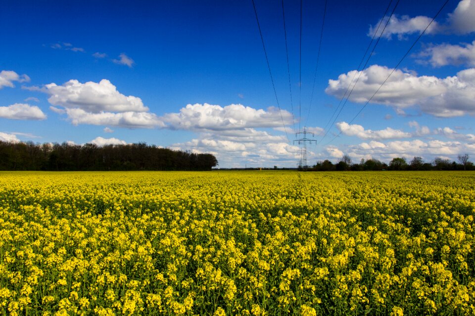Landscape field yellow