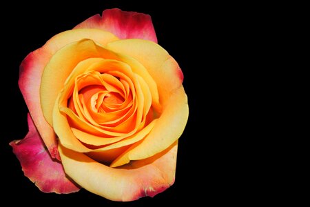 Flamed flower garden roses