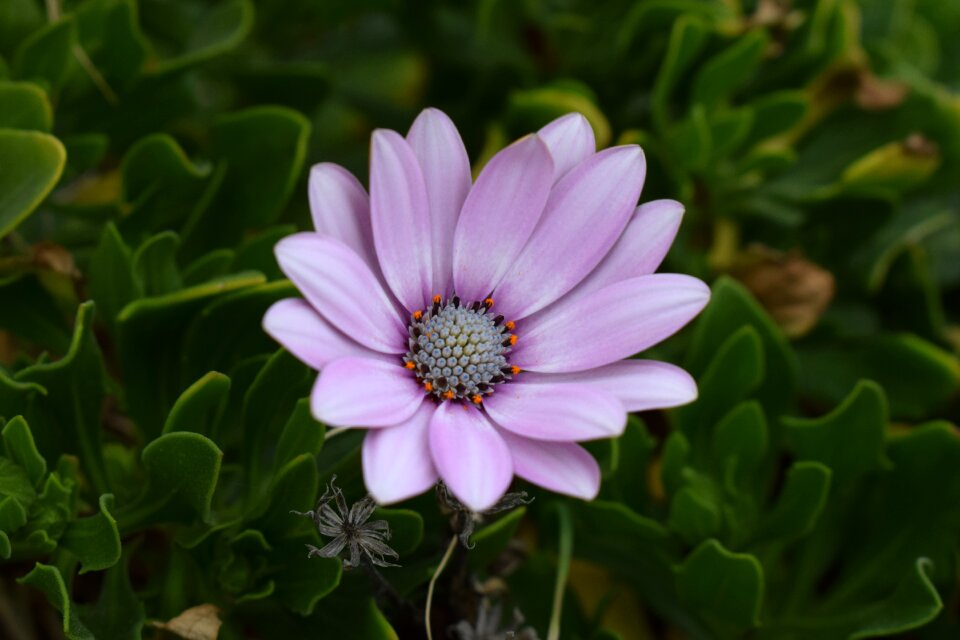 Plant flower nature