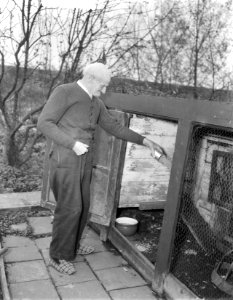 Opa W. H. Kostering , Delft 102 jaar geeft zelf zijn kippen voer, Bestanddeelnr 906-1104