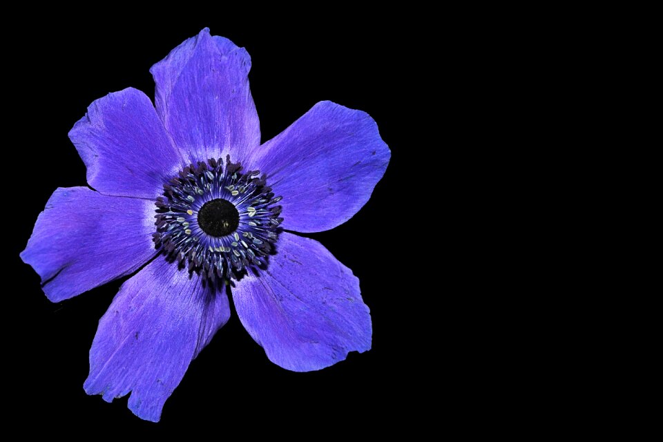 Bloom blue flower