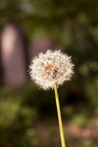 Dandelion nature close up