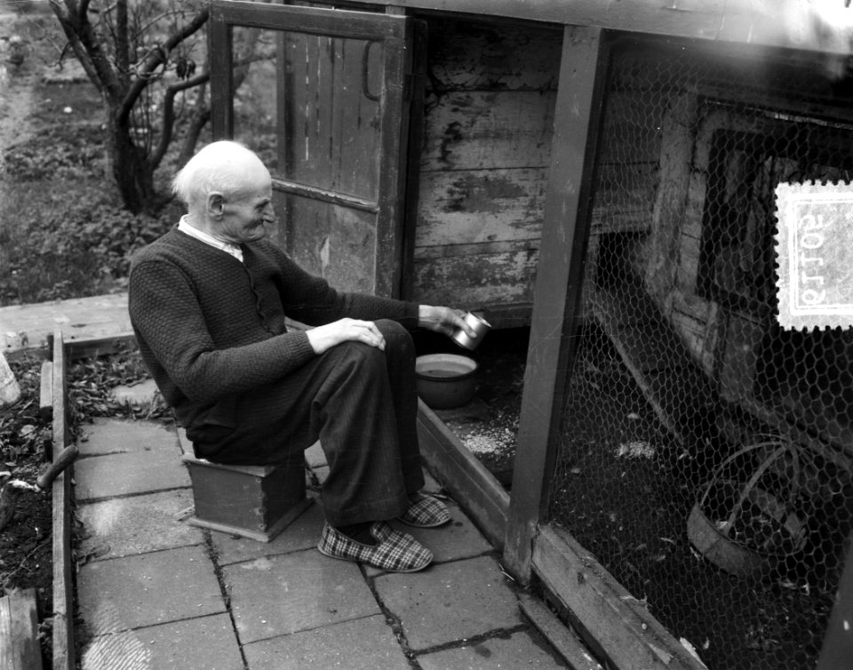 Opa W. H. Kostering , Delft 102 jaar geeft zelf zijn kippen voer, Bestanddeelnr 906-1105