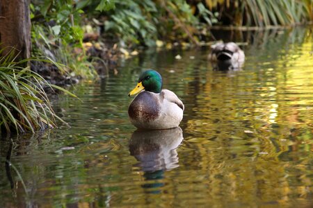 Nature mallard duck water birds