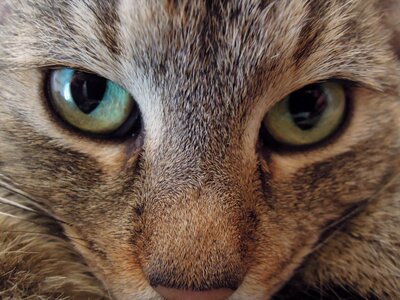 Kitten cat head cat eye