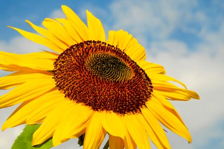 Bloom yellow inflorescence