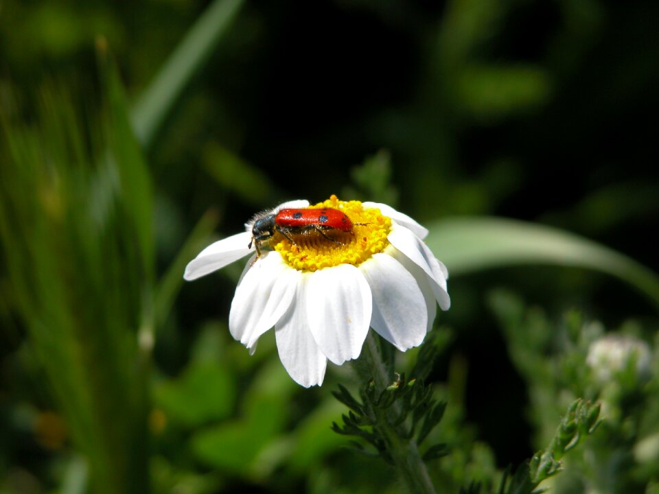 Flowers flower with insect outdoors
