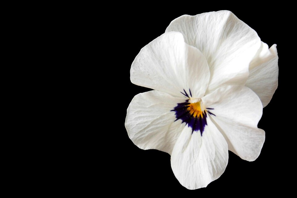 Blossom bloom garden pansy