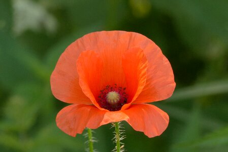 Nature meadow plant
