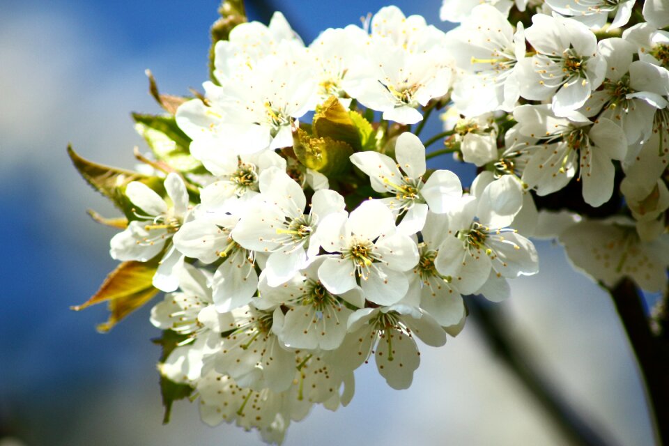 Spring blossom bloom