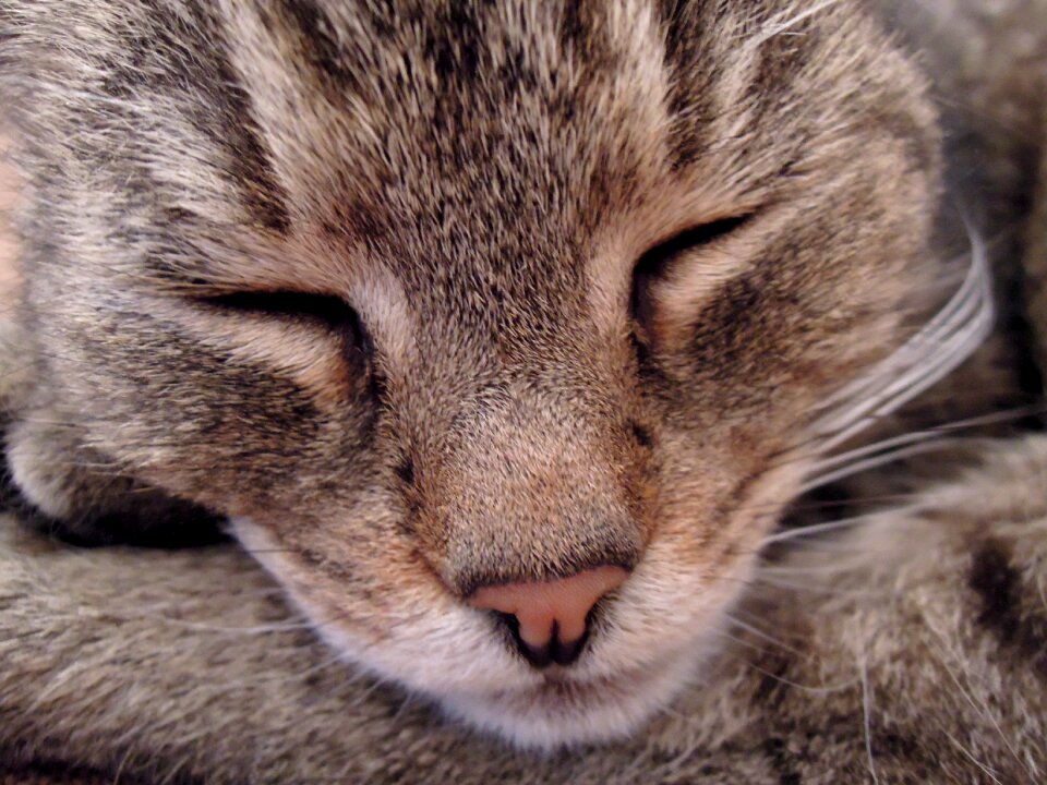 Sleep animal my favorite