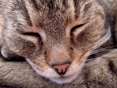 Sleep animal my favorite