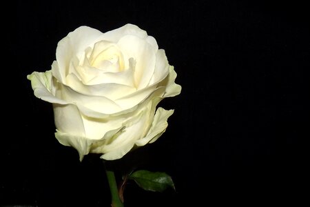 Blossom bloom white roses