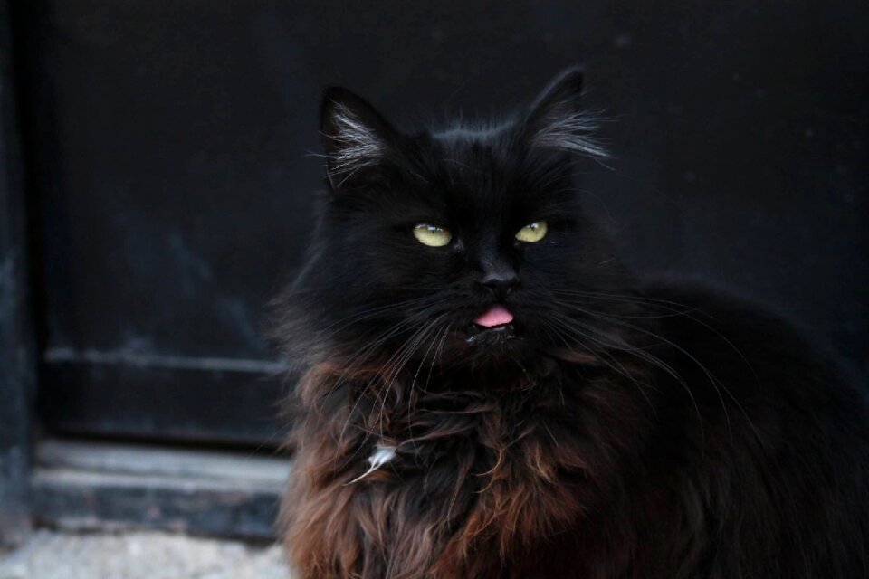 Cat black Free photos