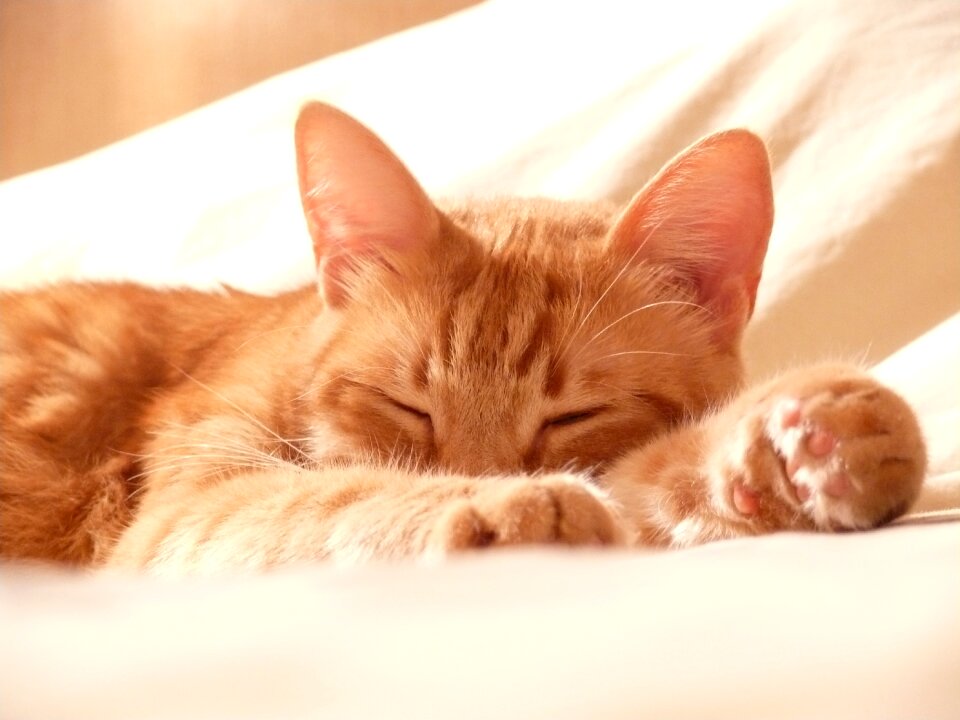 Animal lying tabby