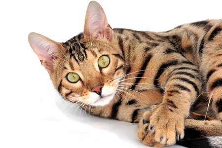 Kitten breed bengali