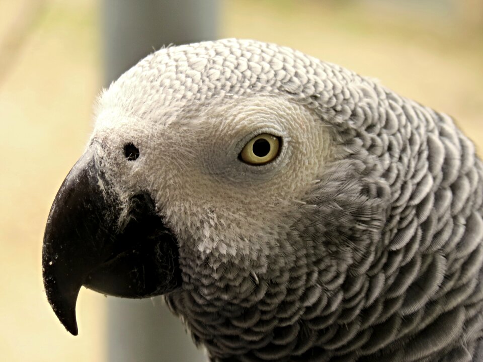Bird plumage grey photo