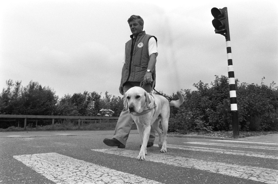Opdracht Gelderlander opleiding blindengeleidehond, Bestanddeelnr 934-2772