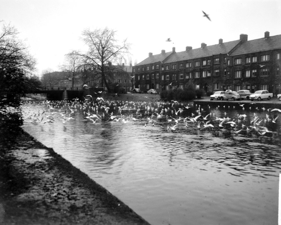 Opdracht Algemeen Handelsblad , Olympiakade (meeuwen) boven water, Bestanddeelnr 917-3197