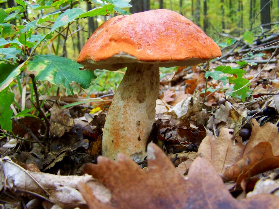Mushroom forest mushroom nature