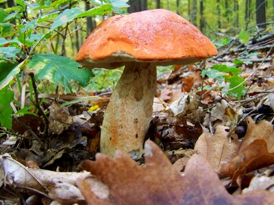 Mushroom forest mushroom nature