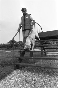 Opdracht Gelderlander opleiding blindengeleidehond, Bestanddeelnr 934-2770