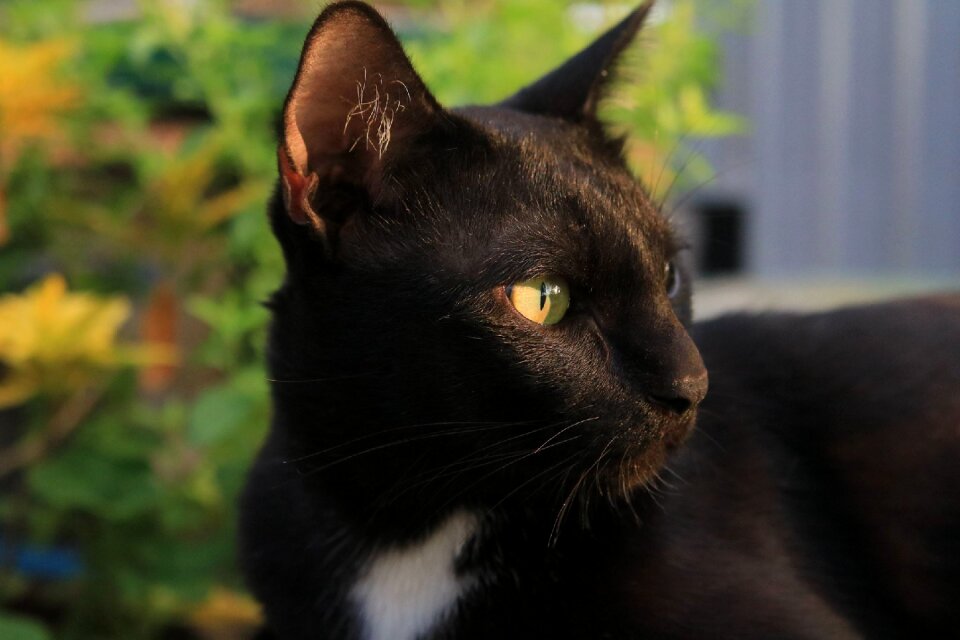 Animals home cat thailand