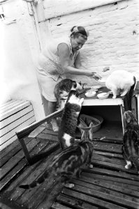 Opdracht Gelderlander mevrouw van Walde met katten, Bestanddeelnr 921-7766