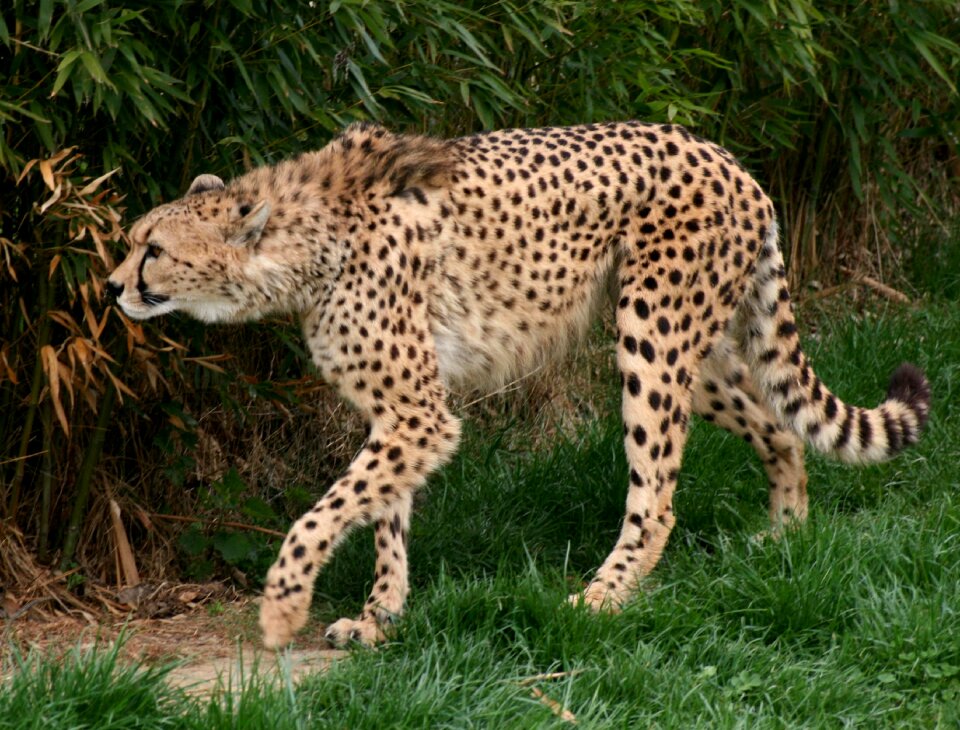 Runner large carnivorous mammal family felidae