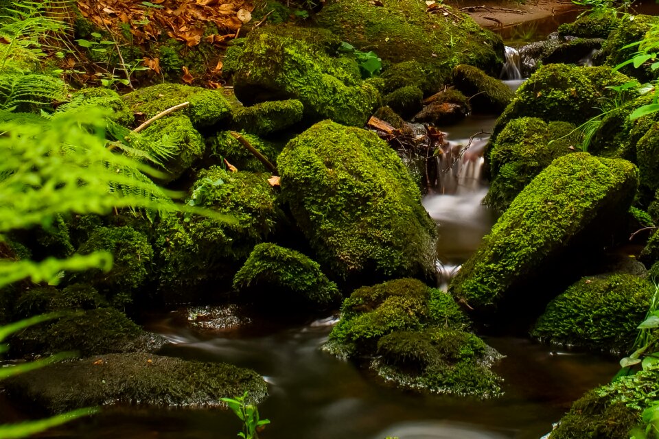 Trees running water stones