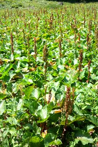 Rumex alpinus rumex polygalas