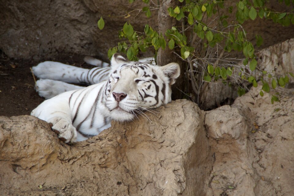 Predator big cat wildcat