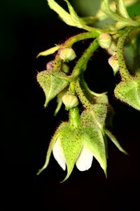 Raspberry flowering raspberry bud spring photo