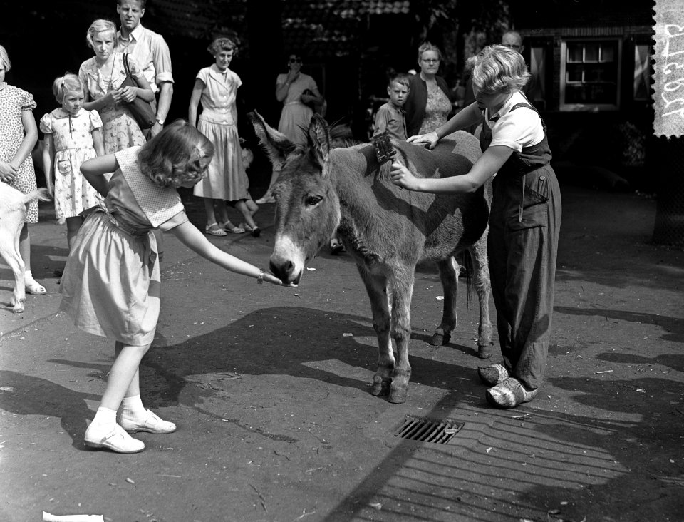 Opdracht Maasbode Volontair in Artis, Bestanddeelnr 934-5683