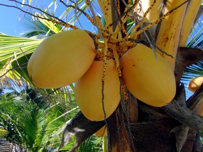 Nuts plant indonesia
