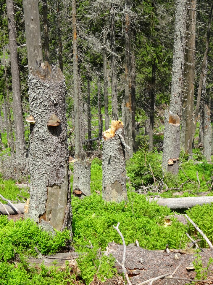 Fallen tree landscape spring