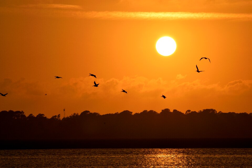 Avian pelicans flying sky