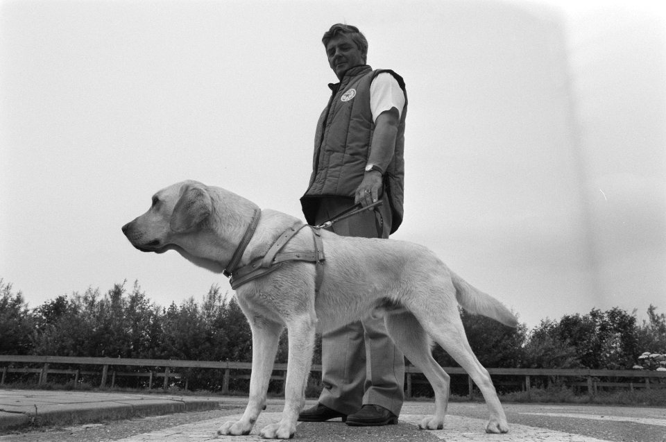 Opdracht Gelderlander opleiding blindengeleidehond, Bestanddeelnr 934-2771