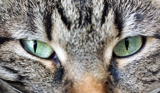 Domestic cat yellow eyes portrait photo