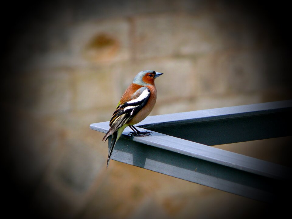 Vogel animal colorful